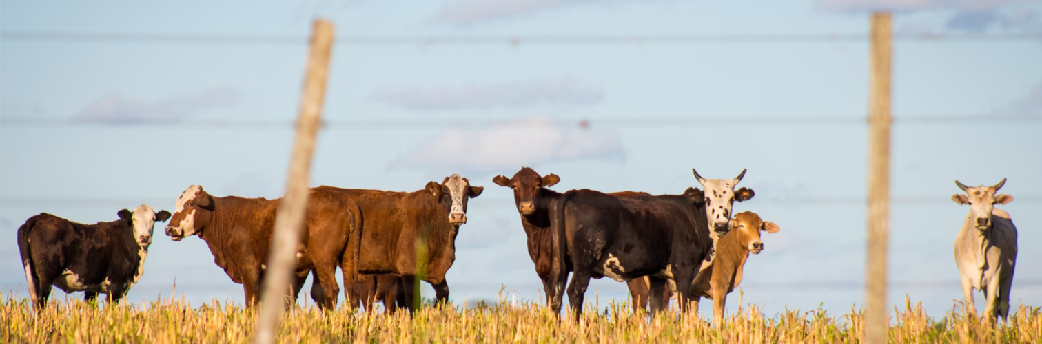 Here’s how cows can ‘go green’