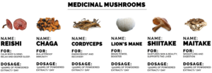 mushroom supplements, The Ins &#038; Outs of Mushroom Products