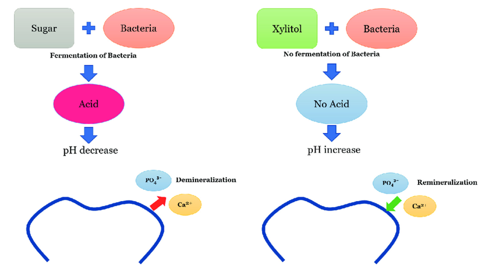 Xylitol & Heart Attacks Should You Worry? Dirt to Dinner