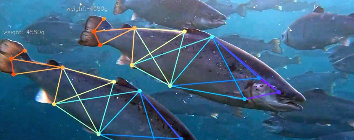 fishing, Can We Save the Seas by Farming Fish?