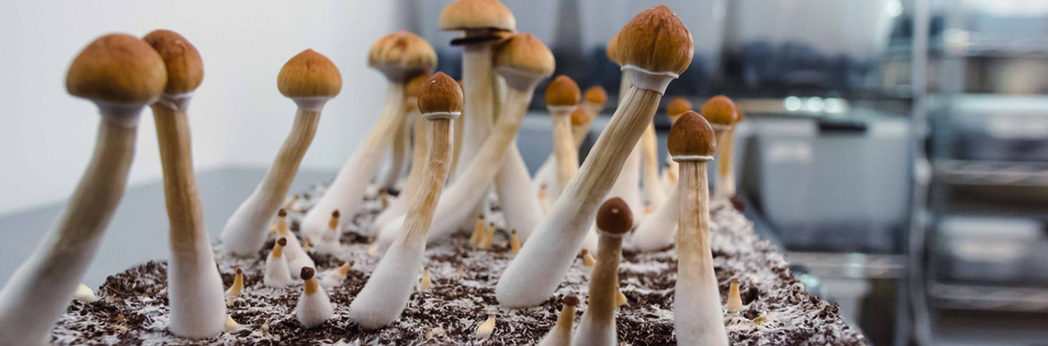 Do Magic Mushrooms Prevent Aging?