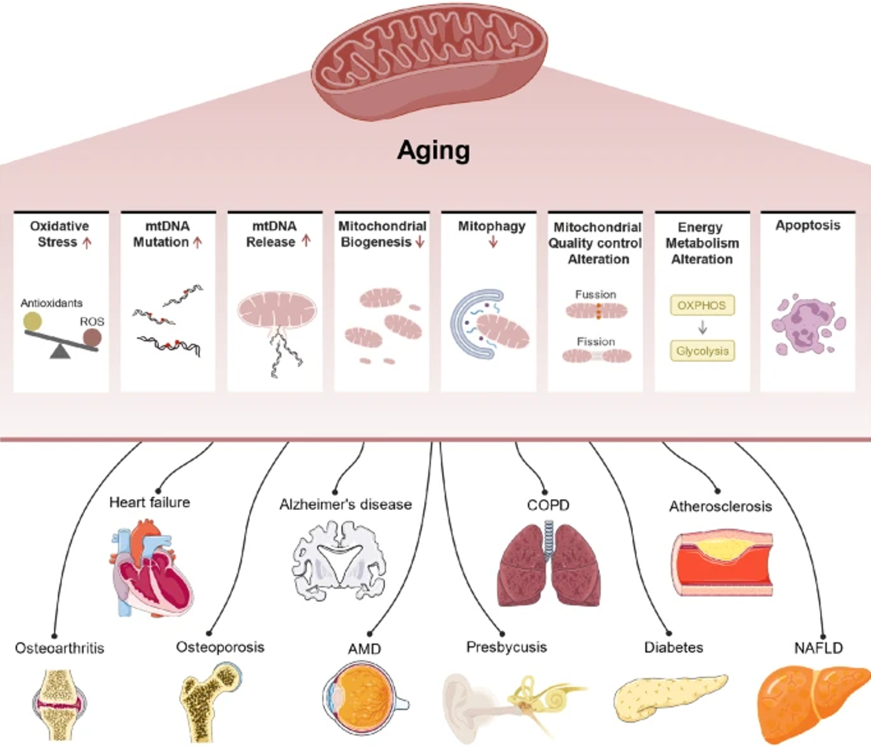 aging, Aging: Smooth Climb&#8230;or Rapid Ascent?