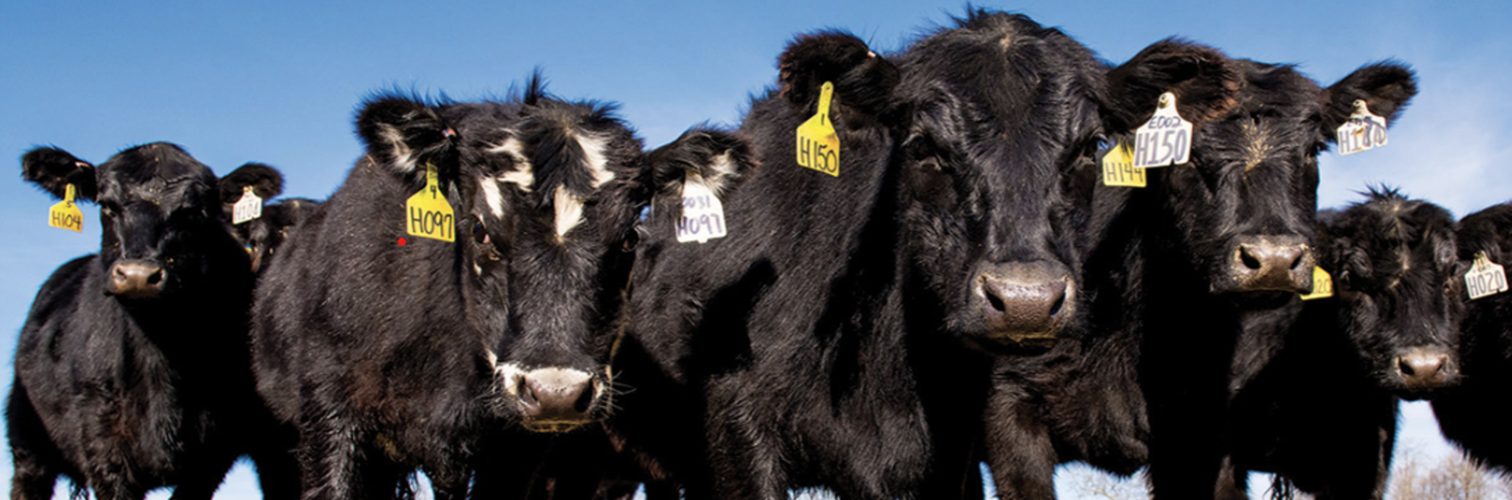 Why Is Beef So Expensive?