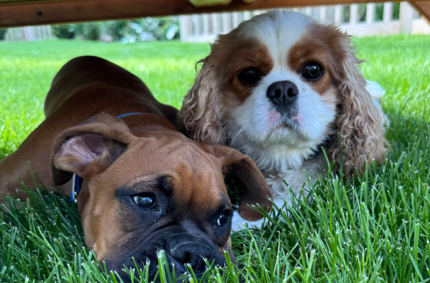 pet food, Is Your Pet Food Ultra-Processed?