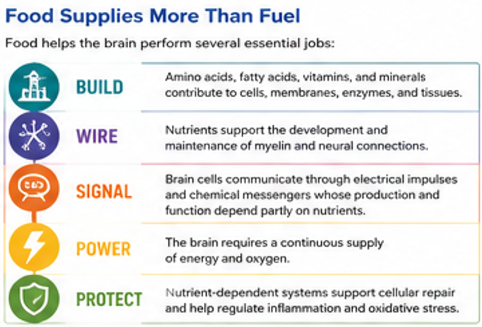 brain health, How Hunger Affects a Growing Brain