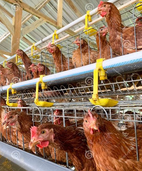 food & ag news, DC Faces Up to Busy Ag Agenda