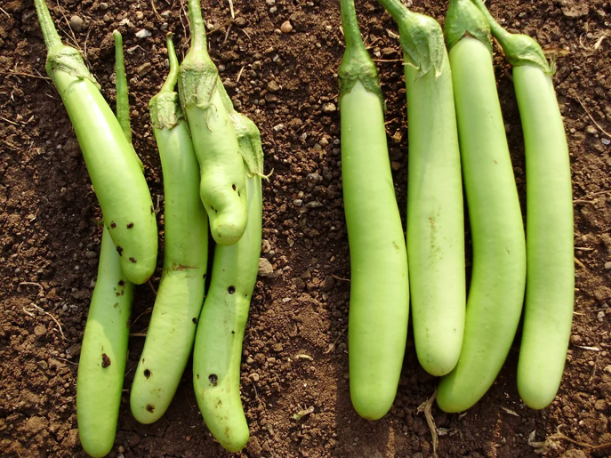 GMO crops, How Can Biotech Improve our Food System?